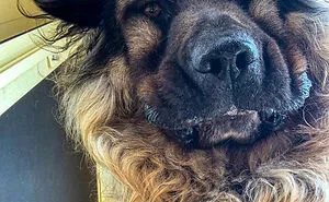 50 Moments Of Dogs Malfunctioning And Their Humans Failing To Resist The Urge To Document It For The #UnflatteringDogPhotoChallenge (New Pics)