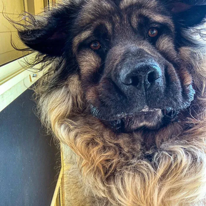 Unflattering-Dog-Photo-Challenge-Facebook-Pt2