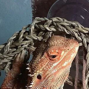 Mad Dragon