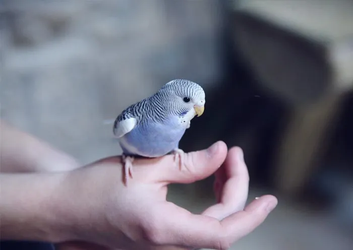 30 Actos increíblemente amables que las mascotas hicieron por sus dueños y que demuestran que el amor de una mascota no tiene límites