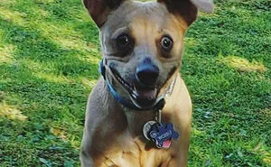 “What’s Wrong With Your Dog?”: People Are Posting Pictures Of ‘Malfunctioning’ Dogs (50 New Pics)