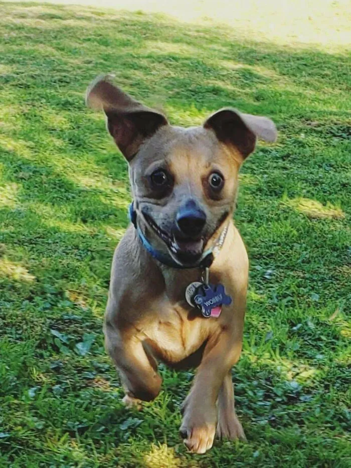 Wobbly Looks Like A Complete Derp When He's Excited
