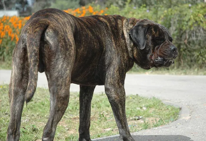30 Actos increíblemente amables que las mascotas hicieron por sus dueños y que demuestran que el amor de una mascota no tiene límites