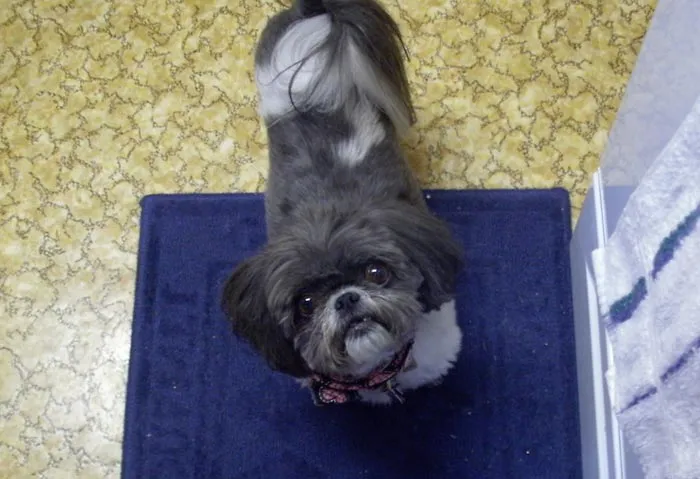 30 Incredibly Kind Acts Pets Did For Their Owners That Prove A Pet's Love Has No Limits