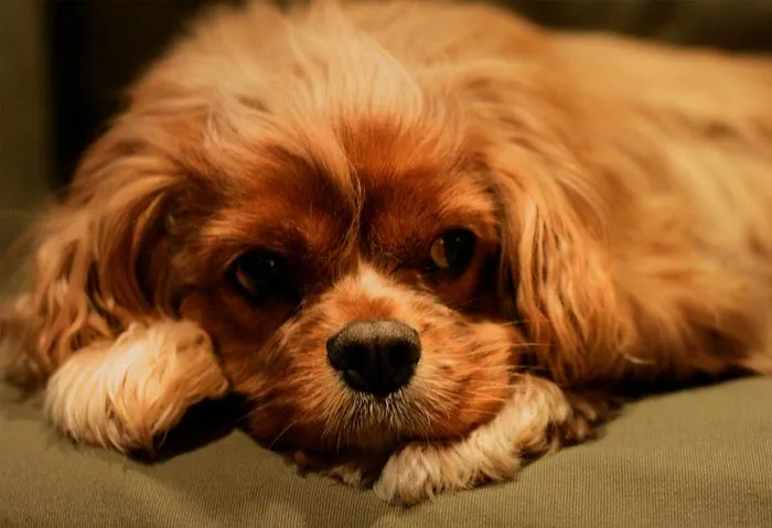 30 Incredibly Kind Acts Pets Did For Their Owners That Prove A Pet's Love Has No Limits