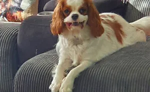 50 Moments Of Dogs Malfunctioning And Their Humans Failing To Resist The Urge To Document It For The #UnflatteringDogPhotoChallenge (New Pics)