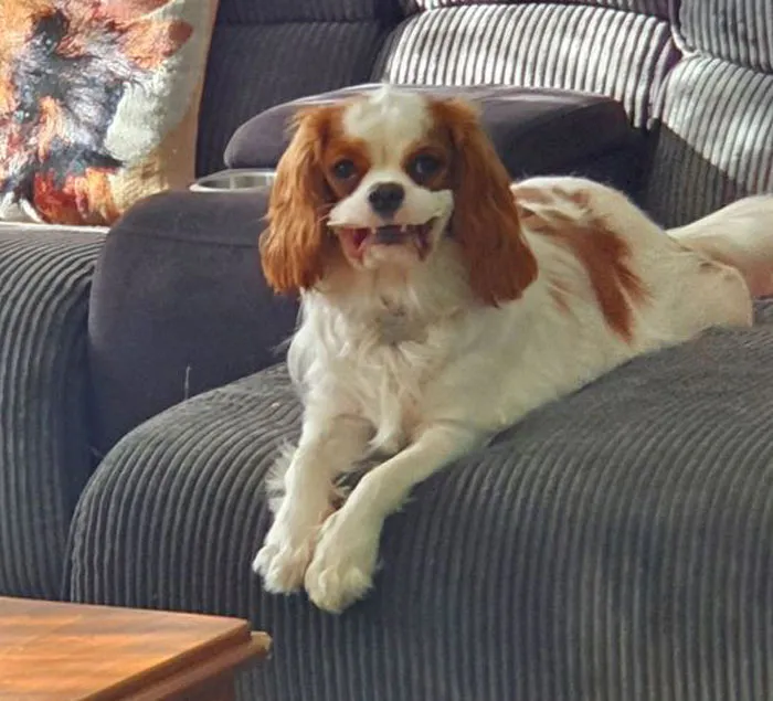 Unflattering-Dog-Photo-Challenge-Facebook-Pt2