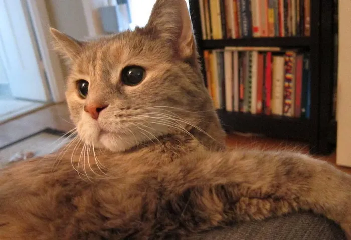 30 Actos increíblemente amables que las mascotas hicieron por sus dueños y que demuestran que el amor de una mascota no tiene límites