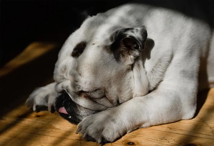 30 Incredibly Kind Acts Pets Did For Their Owners That Prove A Pet's Love Has No Limits