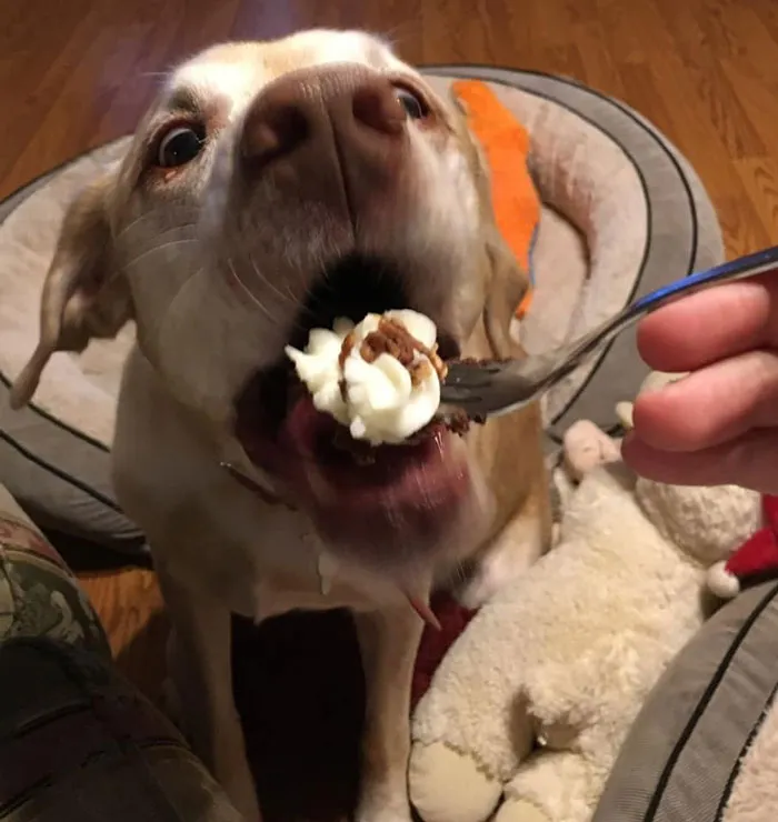 50 Fotos de perros nada favorecidos para el desafío #UnflatteringDogPhotoChallenge
