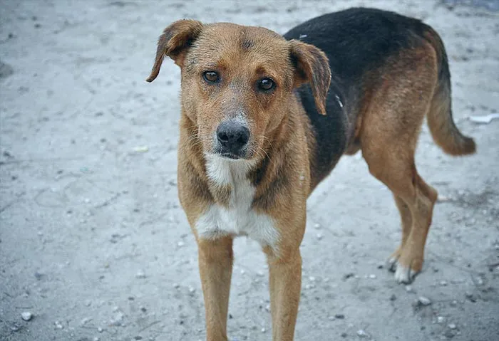 30 Incredibly Kind Acts Pets Did For Their Owners That Prove A Pet's Love Has No Limits
