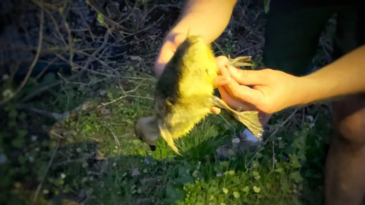 We Saved A Baby Goose Entangled In Fishing Line!