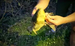 We Saved A Baby Goose Entangled In Fishing Line!