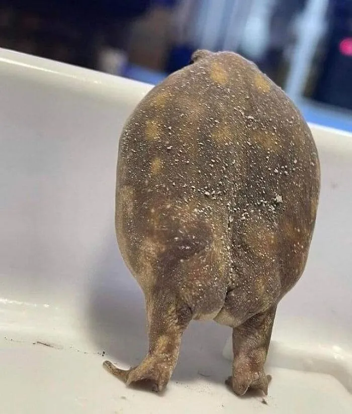 10 Pictures Of Animals With Cute Butts