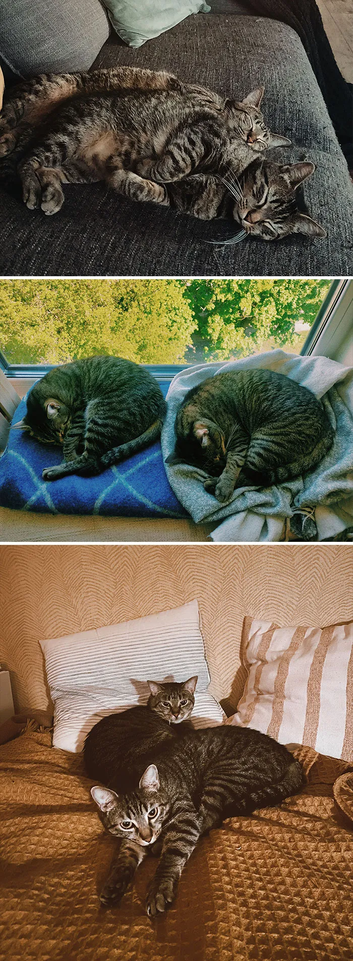 My Two Lil Rascals, Siblings At Heart, They Love Each Other But Also Sometimes Hate Each Other, Just Like A True Brother And Sister Would