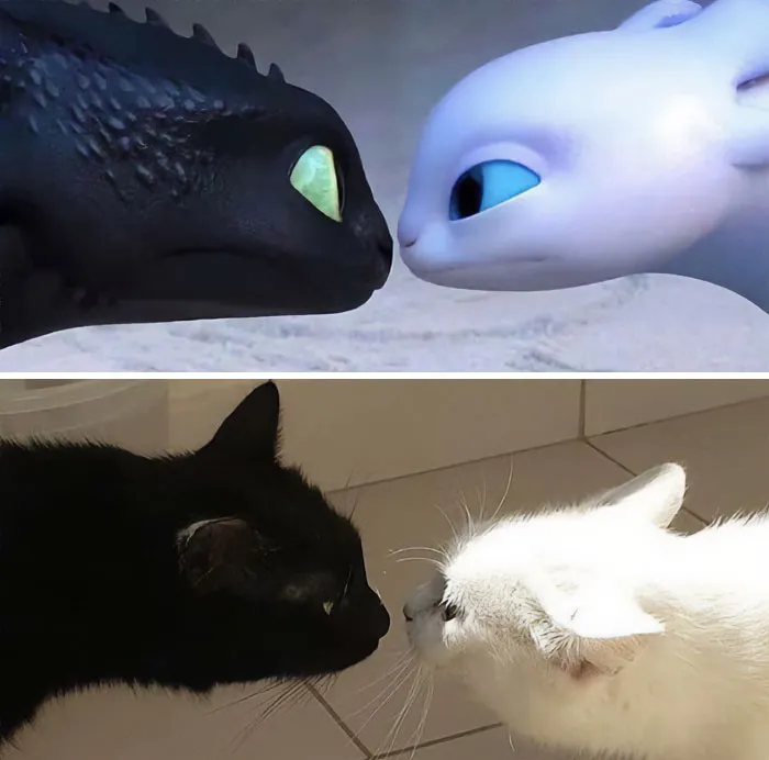 50 Pics That Are Proof Two Cats Are Better Than One