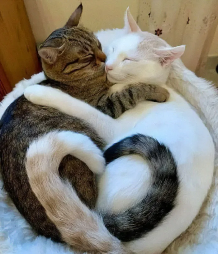 Two Cats, One Heart