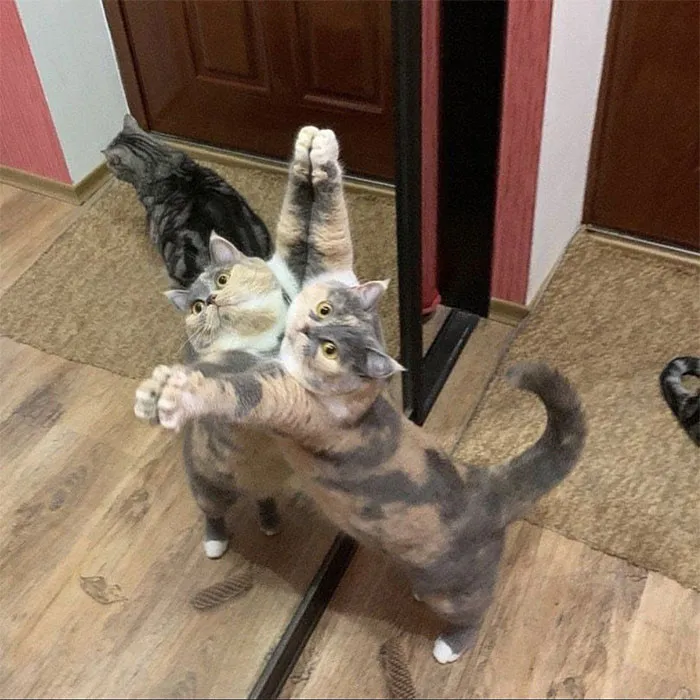 Look Ma! I Fabulous!