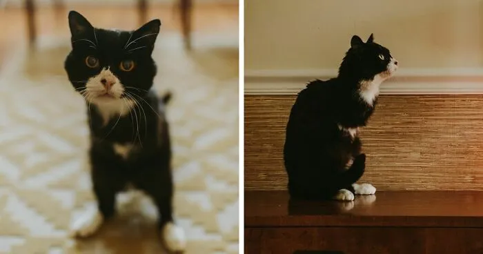 Cat Owner Sets Up An Instagram Account For Her Two-Legged Cat And Shares Her Cat's Inspiring Rehabilitation Story