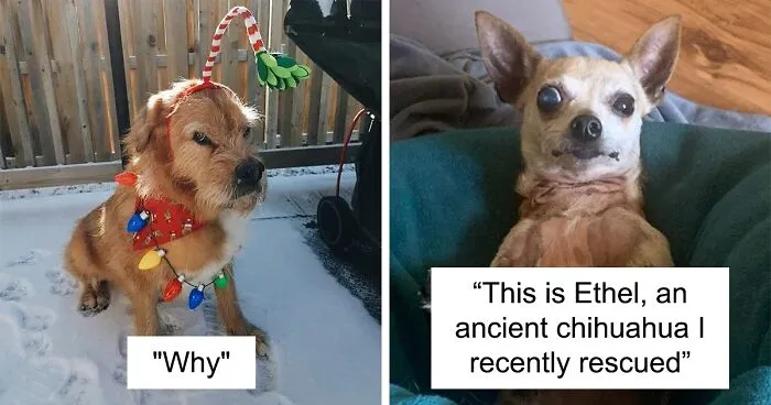 50 Moments Of Dogs Malfunctioning And Their Humans Failing To Resist The Urge To Document It For The #UnflatteringDogPhotoChallenge (New Pics)
