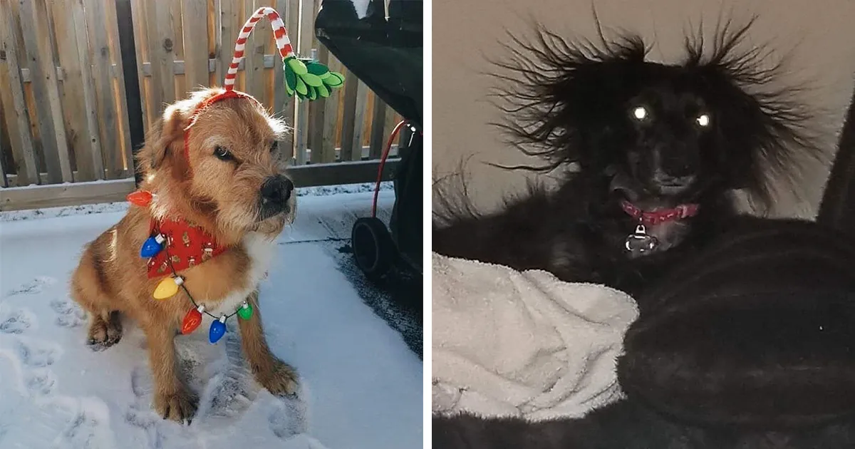 50 Fotos de perros nada favorecidos para el desafío #UnflatteringDogPhotoChallenge