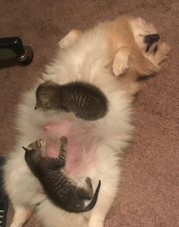 Mi perra adoptó dos gatitos abandonados. Está a punto de dar a luz y los está amamantando