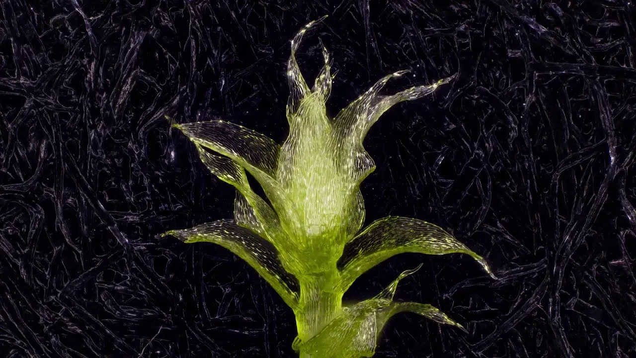 Ever Since I Was A Kid I Wanted To See Moss Grow...