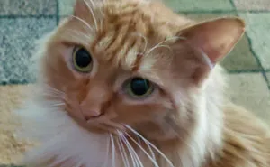 Man Gets An Ultimatum From His Vegan Girlfriend Who Demands He Give Away His Cat