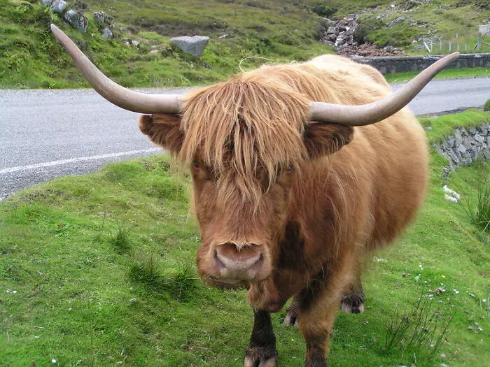 Drunk People In The UK Can't Be In Charge Of A Cow