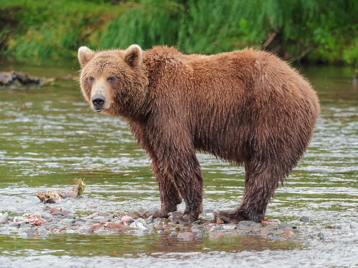 It's Illegal To Wrestle A Bear In South Africa