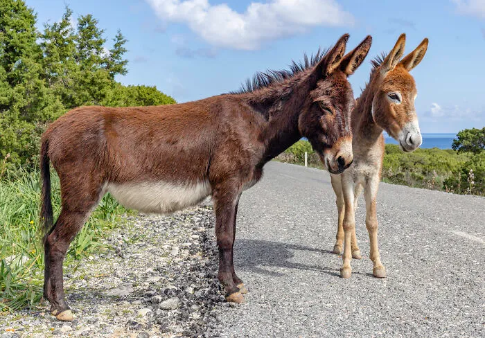 It Is Against The Law To Have A Sleeping Donkey In Your Bathtub