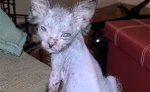 Owners Thought Their Kitten Was Sick, Found Out That Gracie Is Actually A Wolfcat