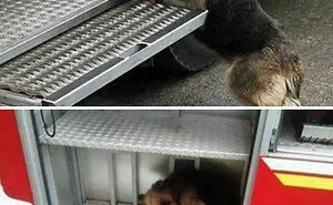 50 Uplifting Dog Posts To Make Your Day Better (New Pics)