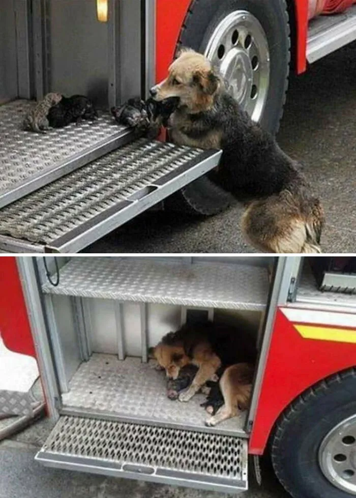 Esta perra salvó a todos sus cachorros de un incendio y los puso a todos en uno de los camiones de bomberos en la escena