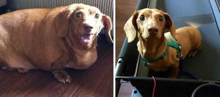 This Little Dachshund Went From 56 Pounds Down To A Petite 9 Pounds!