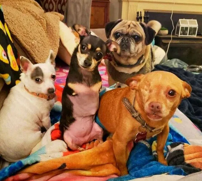Todo el mundo es bienvenido a esta pandilla