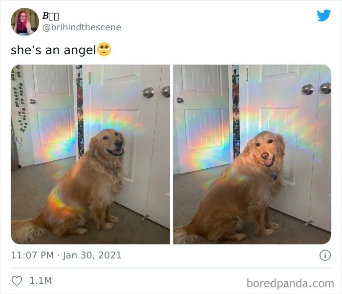 Angel Dog