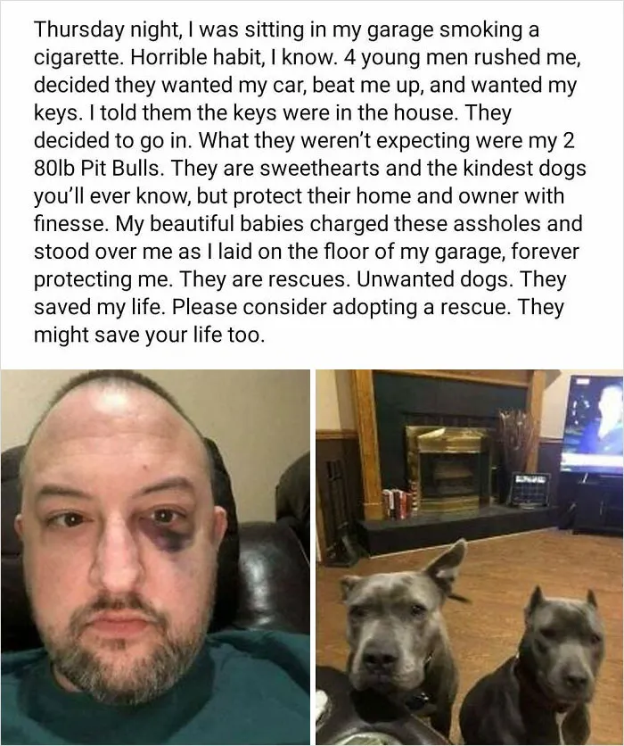 Pit Bulls Are Always Gonna Be My Favorite