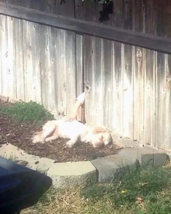 Cuando no tienes un perro pero tu vecino sí