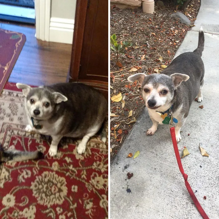 Mi vecina de 90 años no ha sacado a pasear a su perro en años, así que me ofrecí a hacerlo por ella. Tan orgulloso de la pérdida de peso de Buddy