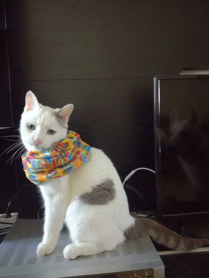 Paw Patrol Scarf - The Ultimate Humiliation