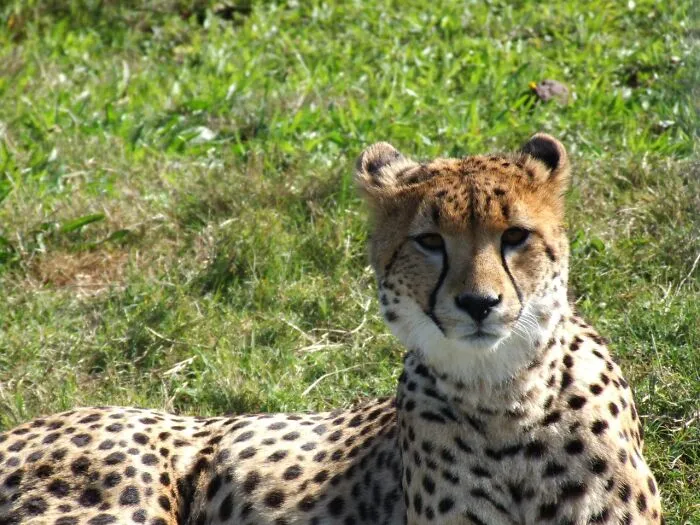Zookeepers Anonymously Reveal The Darkest Zoo Secrets They Keep Shut Behind Bars (35 Pics)
