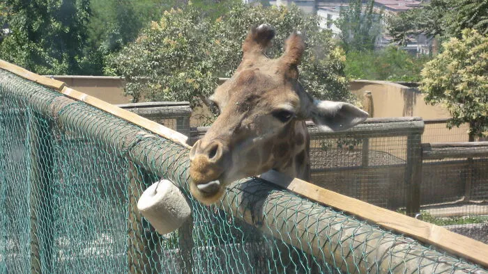 Zookeepers Anonymously Reveal The Darkest Zoo Secrets They Keep Shut Behind Bars (35 Pics)