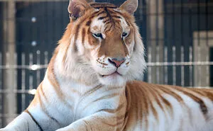 Zookeepers Anonymously Reveal The Darkest Zoo Secrets They Keep Shut Behind Bars (35 Pics)