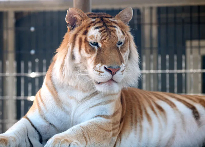 Zookeepers Anonymously Reveal The Darkest Zoo Secrets They Keep Shut Behind Bars (35 Pics)