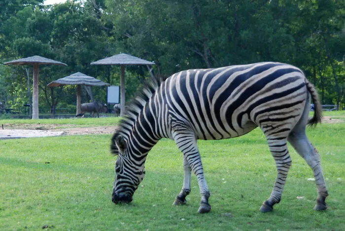 Zookeepers Anonymously Reveal The Darkest Zoo Secrets They Keep Shut Behind Bars (35 Pics)