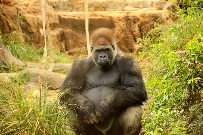 Zookeepers Anonymously Reveal The Darkest Zoo Secrets They Keep Shut Behind Bars (35 Pics)