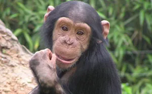 Zookeepers Anonymously Reveal The Darkest Zoo Secrets They Keep Shut Behind Bars (35 Pics)