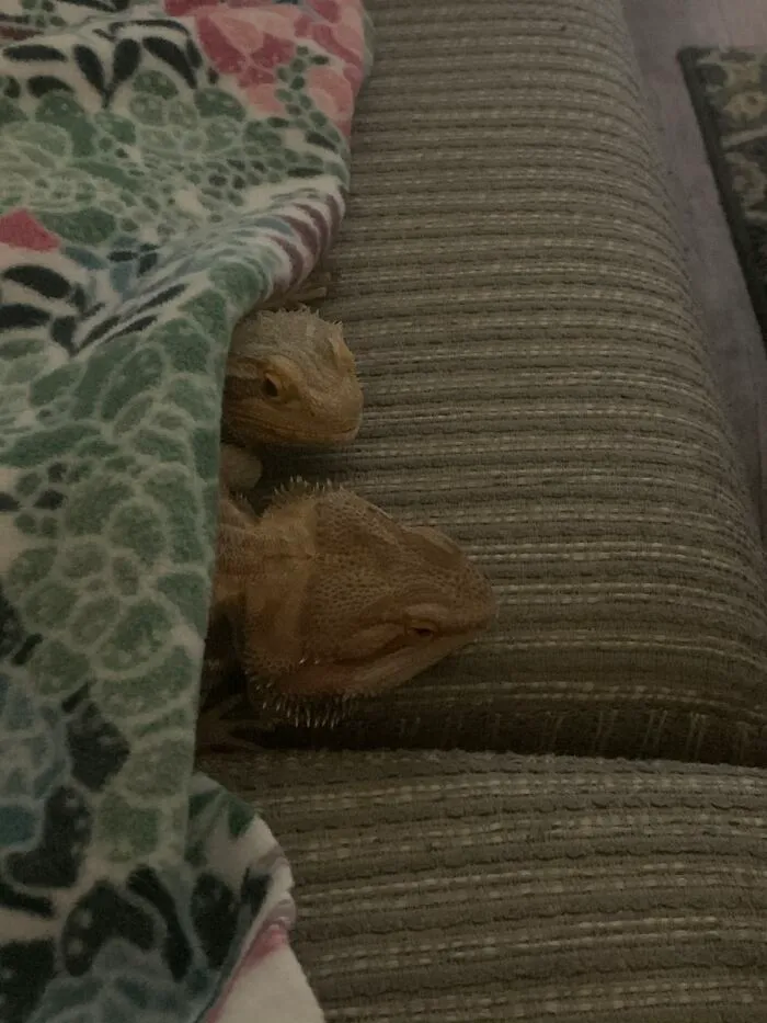 I Think She Was About To Bite Him When I Caught Her. She Changed Her Mind.