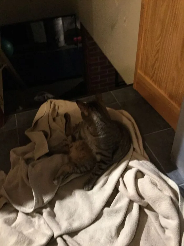 Mine Is My Cat
